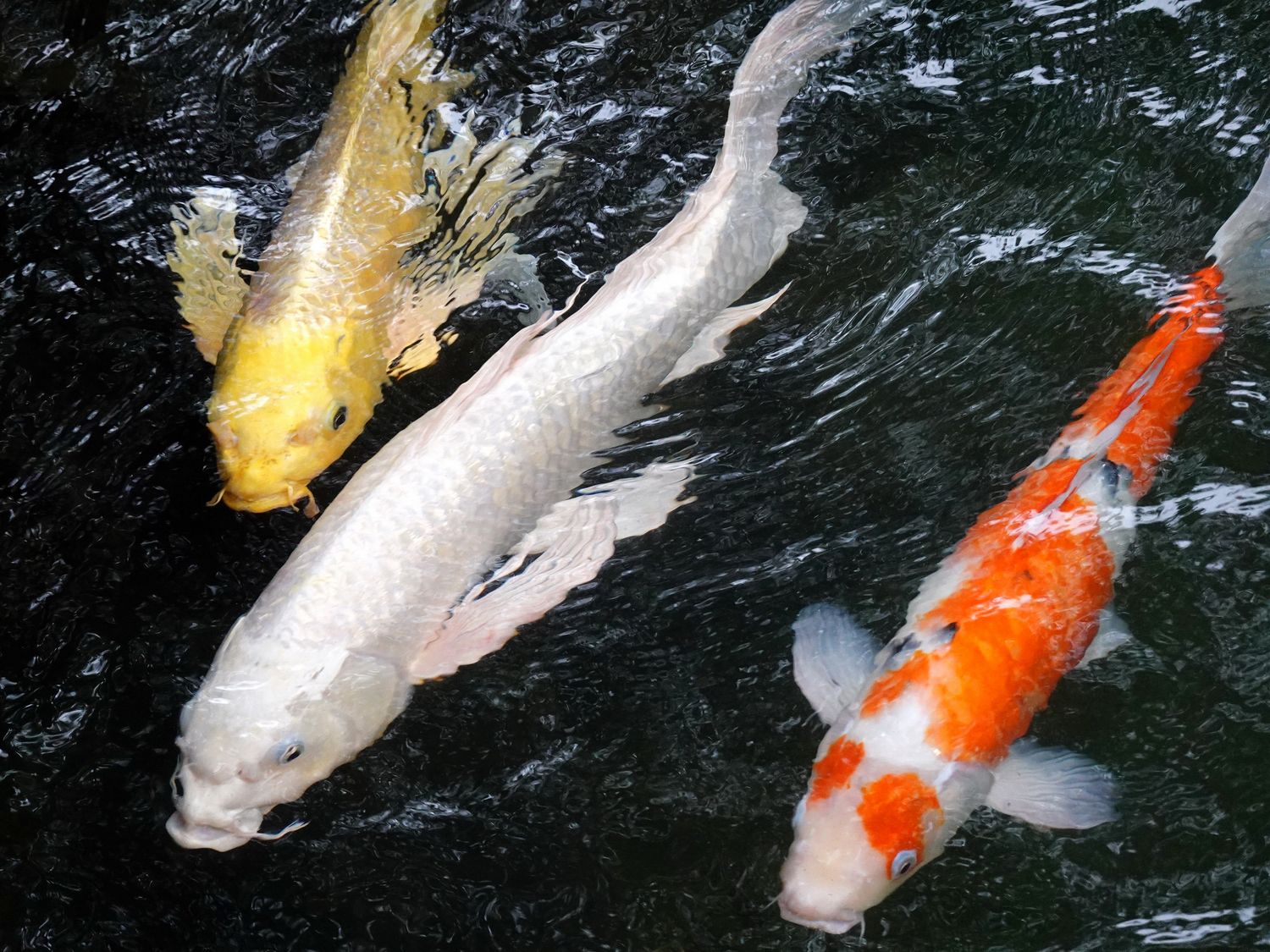 陳永鑑_錦鯉遊緃_20201122g.jpg