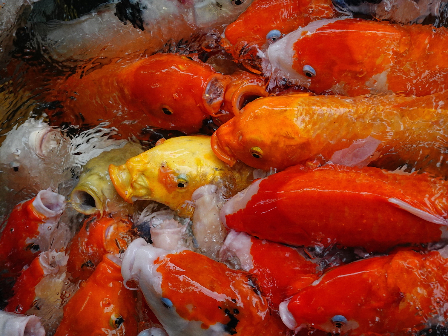 陳永鑑_錦鯉遊緃_20201122f.jpg