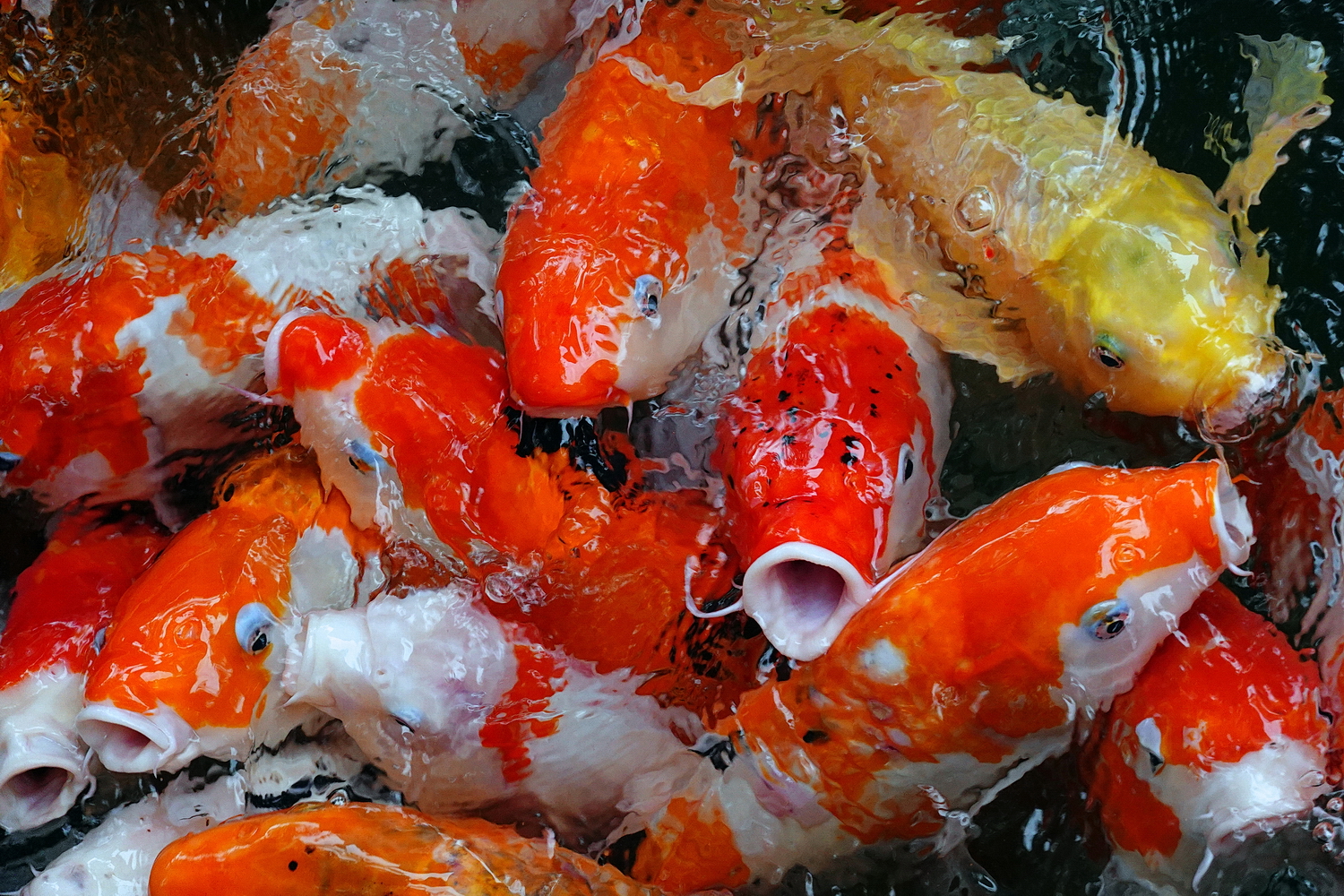 陳永鑑_錦鯉遊緃_20201122e.jpg