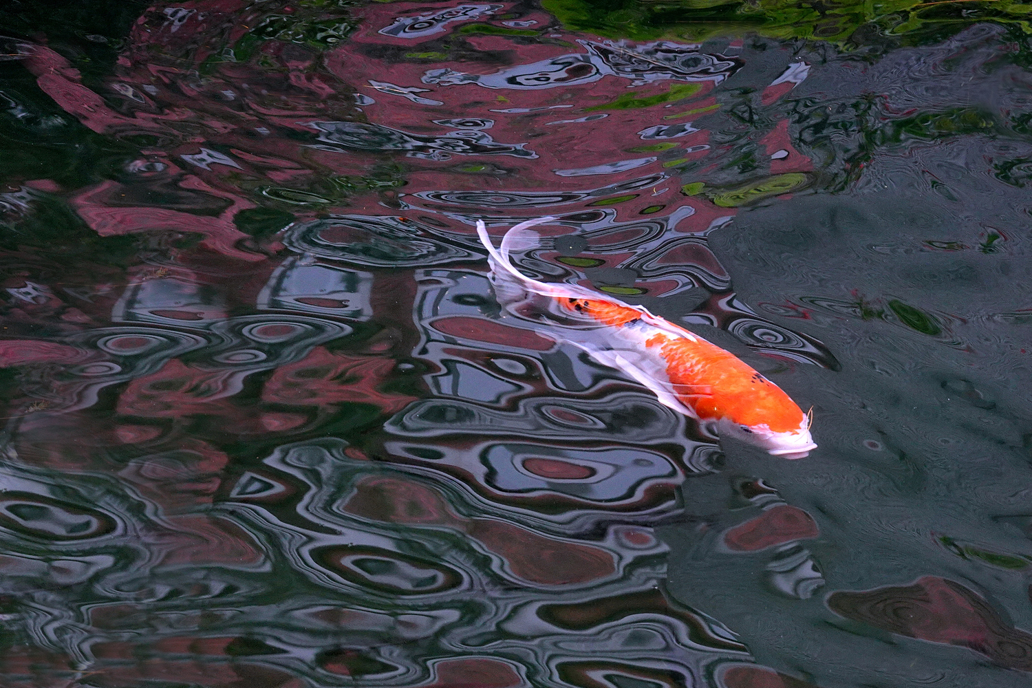 陳永鑑_錦鯉遊緃_20201122c.jpg