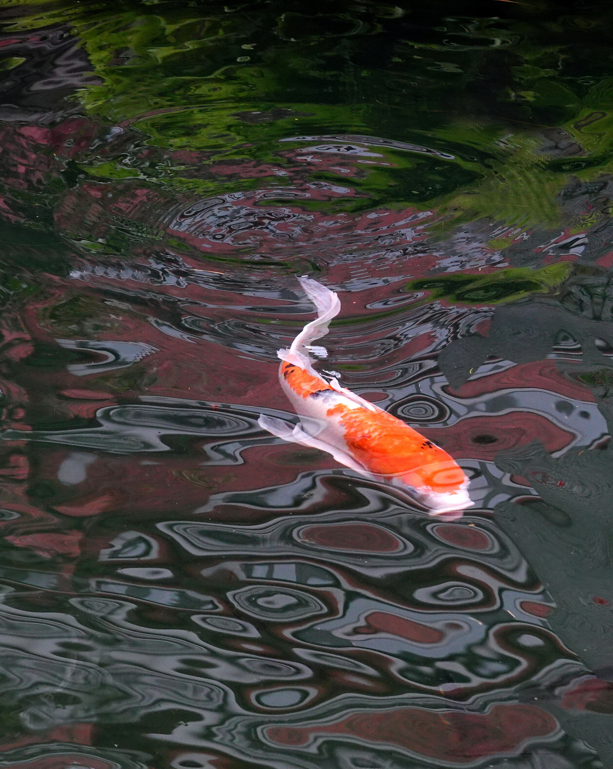 陳永鑑_錦鯉遊緃_20201122b.jpg