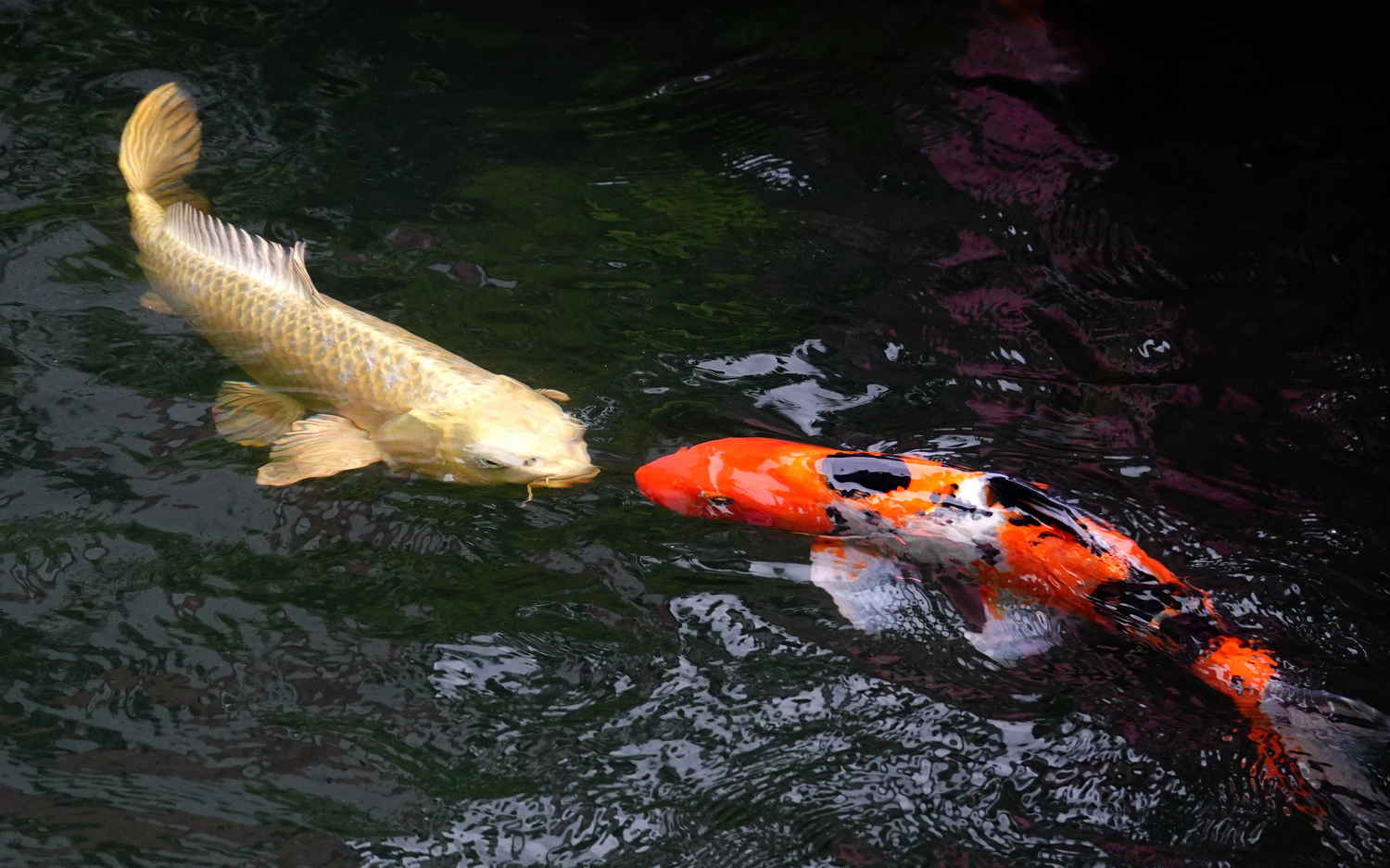 陳永鑑_錦鯉遊緃_20201122p.jpg