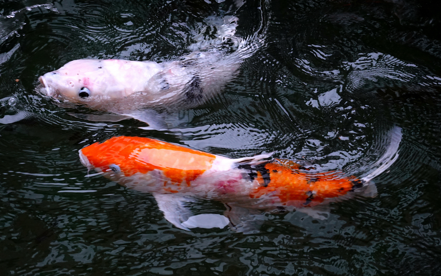 陳永鑑_錦鯉遊緃_20201122n.jpg