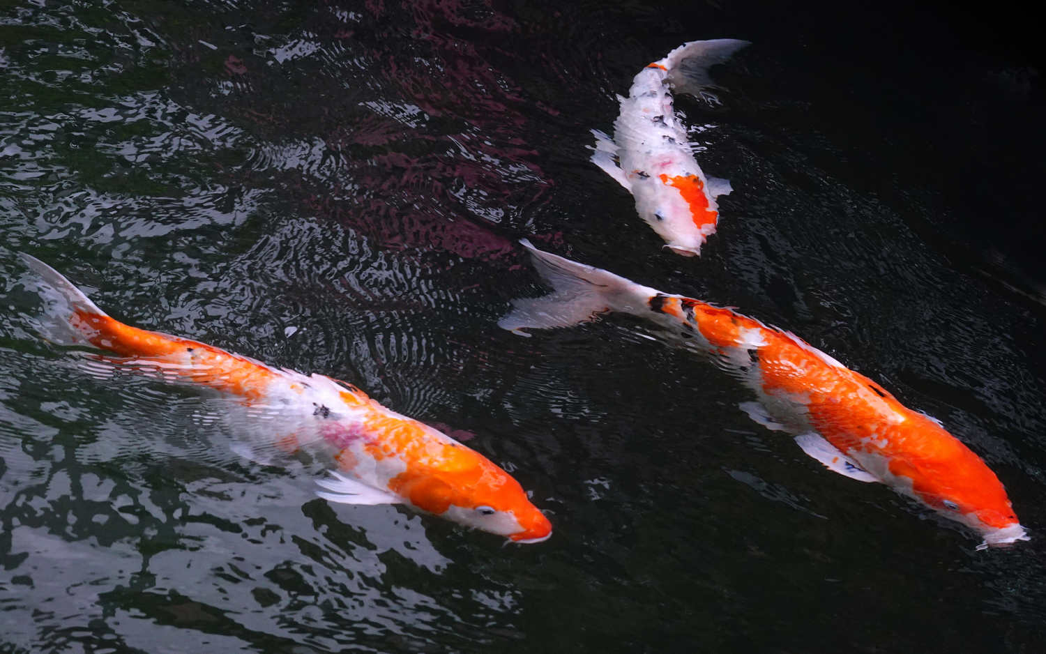 陳永鑑_錦鯉遊緃_20201122m.jpg