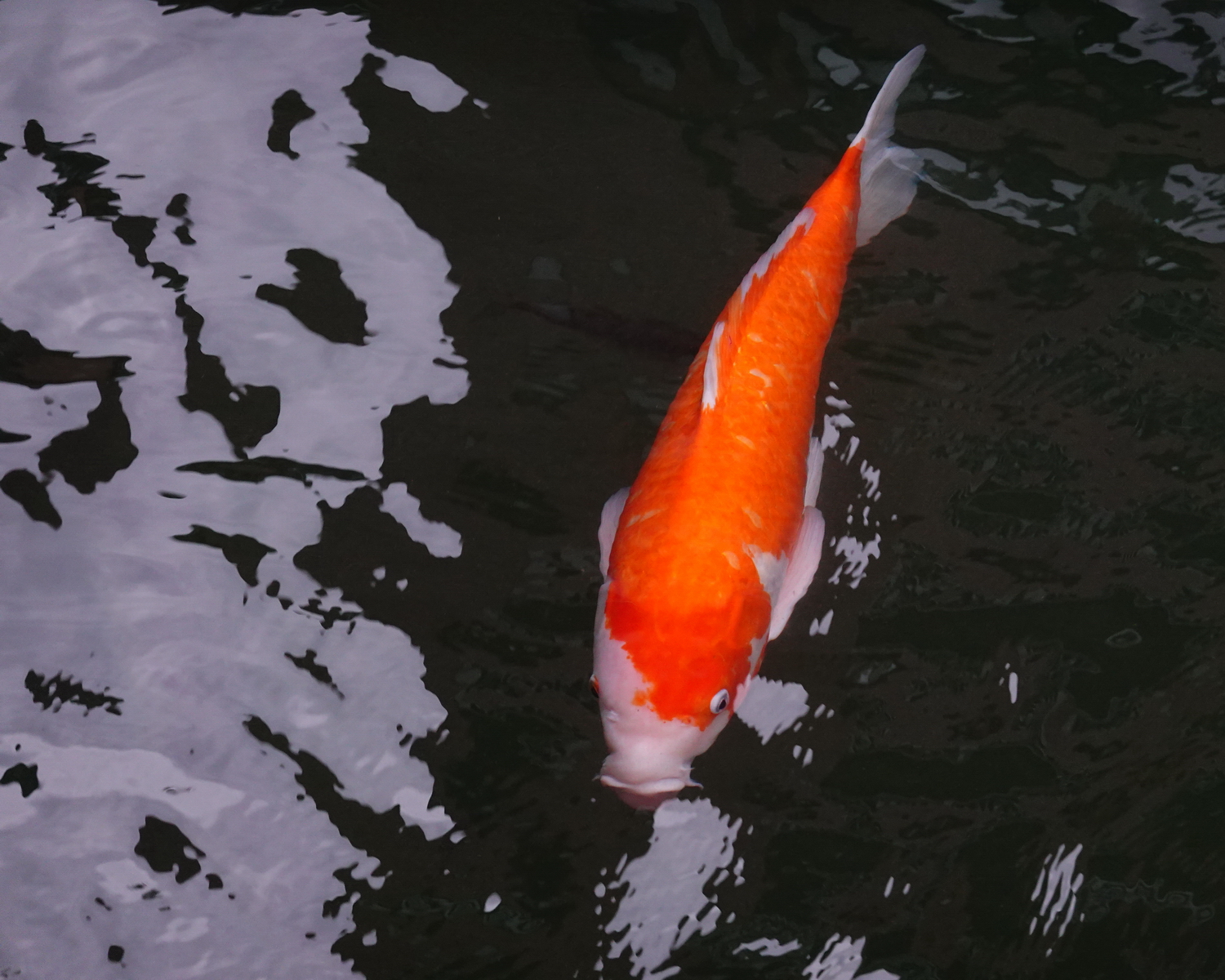 陳永鑑_錦鯉遊緃_20201122l.jpg