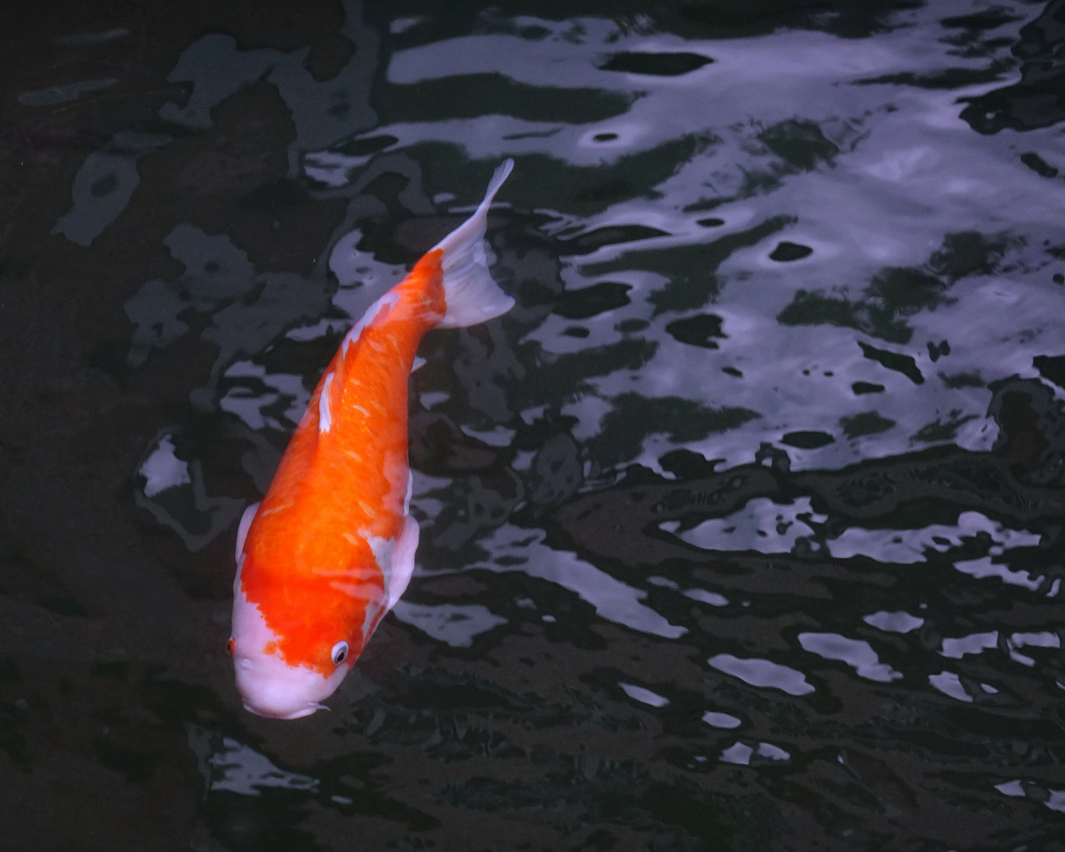陳永鑑_錦鯉遊緃_20201122k.jpg