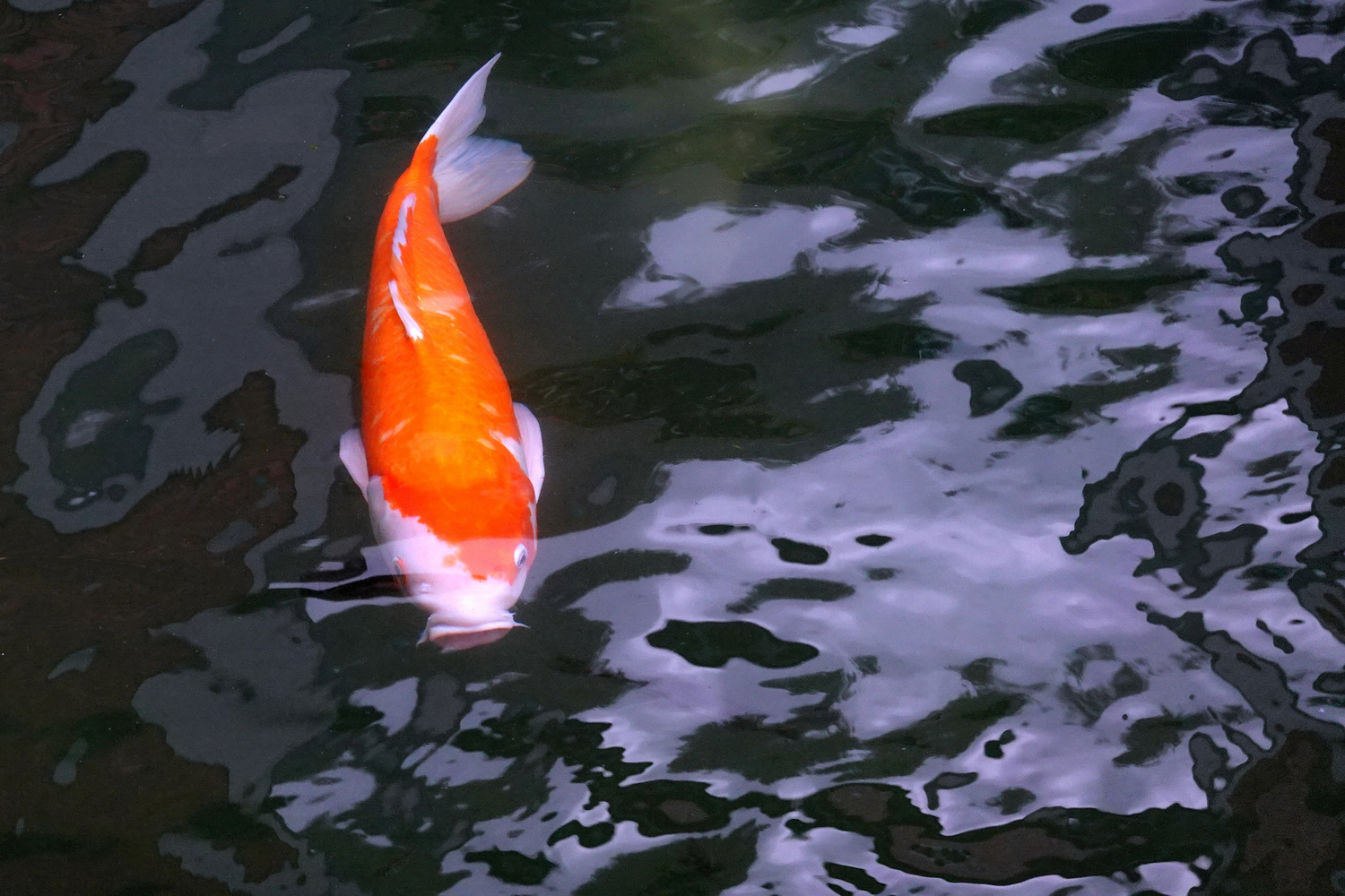 陳永鑑_錦鯉遊緃_20201122j.jpg