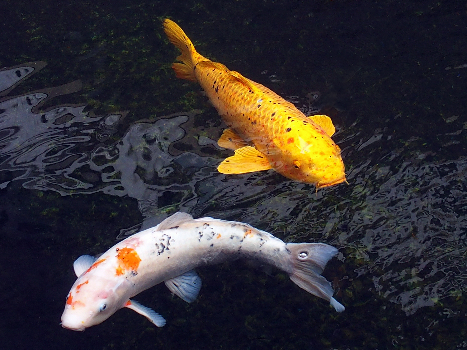 陳永鑑_錦鯉遊緃_20201123i.jpg