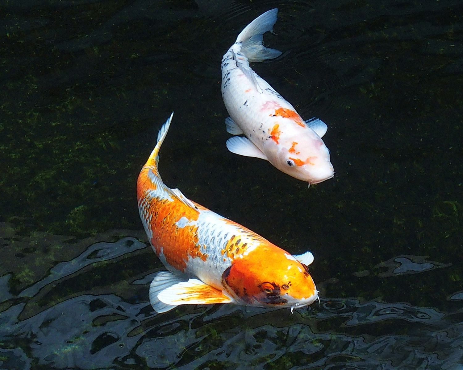 陳永鑑_錦鯉遊緃_20201123g.jpg