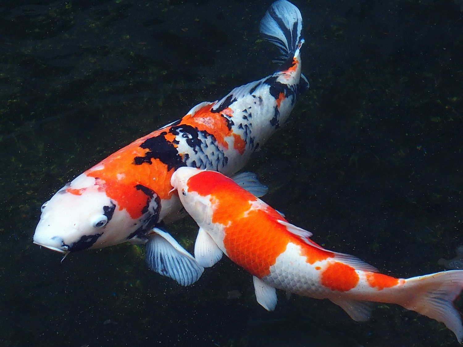 陳永鑑_錦鯉遊緃_20201123f.jpg