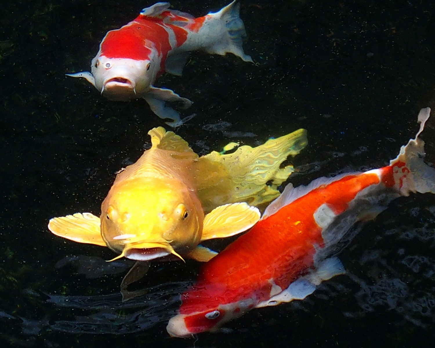 陳永鑑_錦鯉遊緃_20201123e.jpg