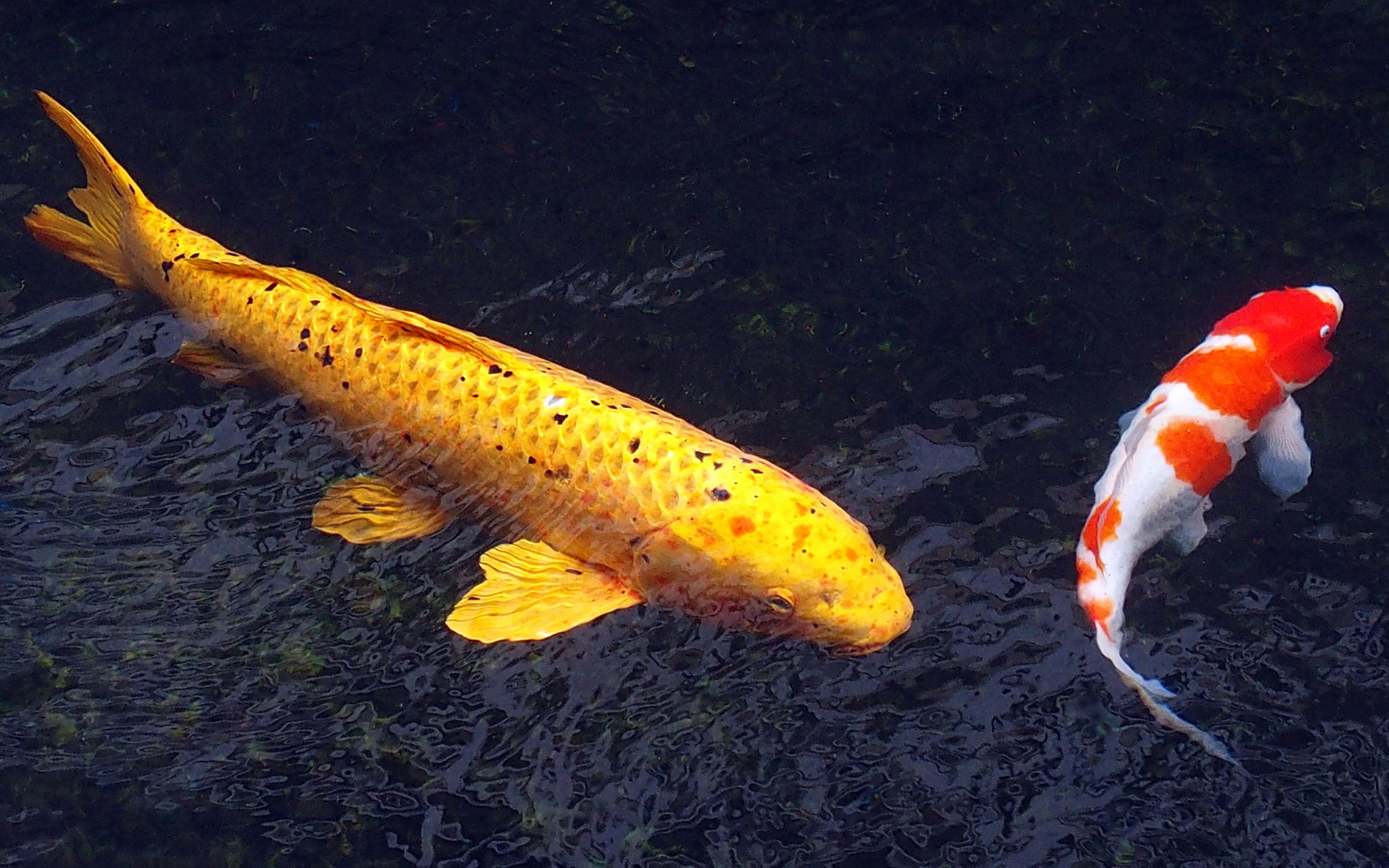 陳永鑑_錦鯉遊緃_20201123d.jpg