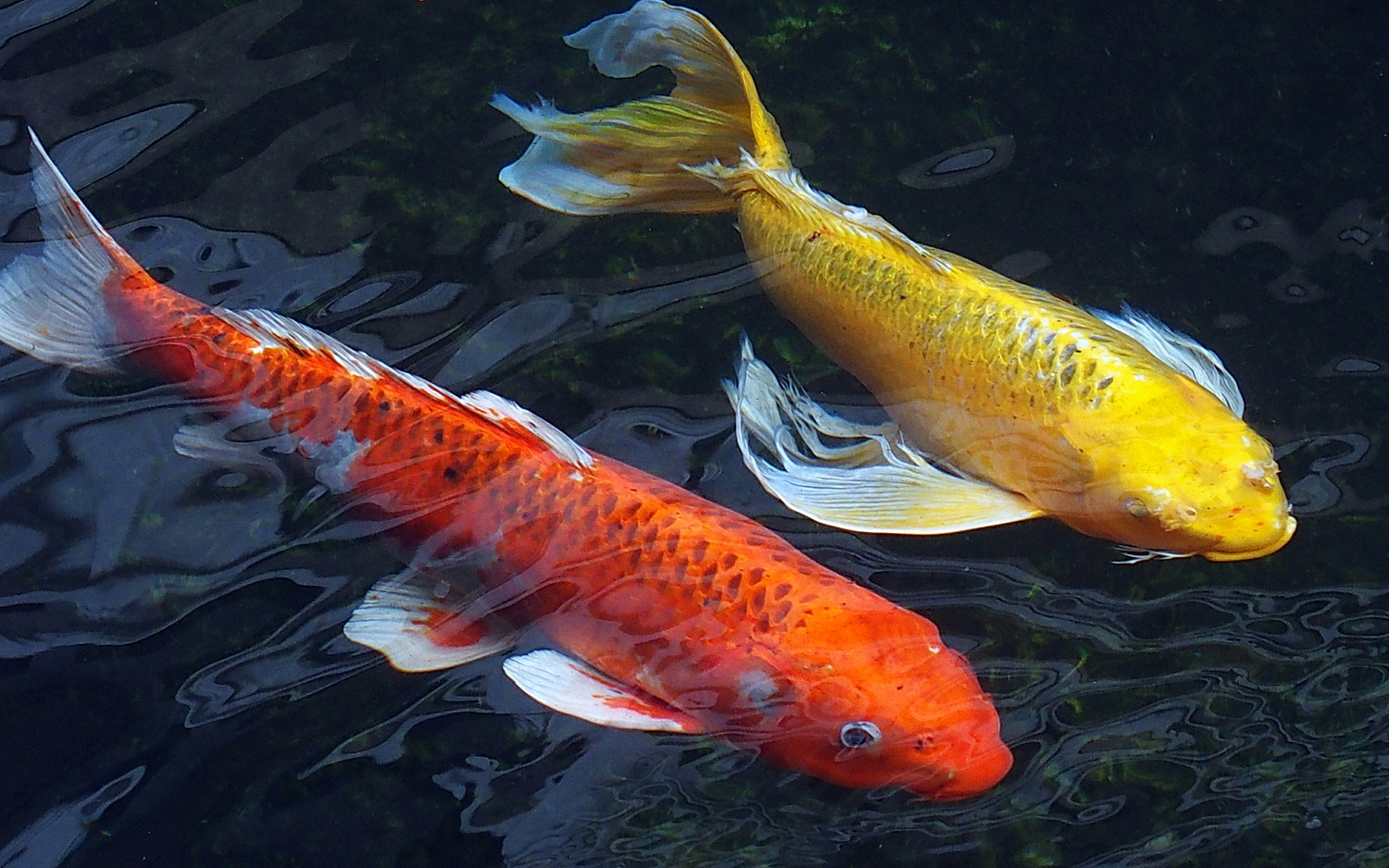 陳永鑑_錦鯉遊緃_20201123c.jpg