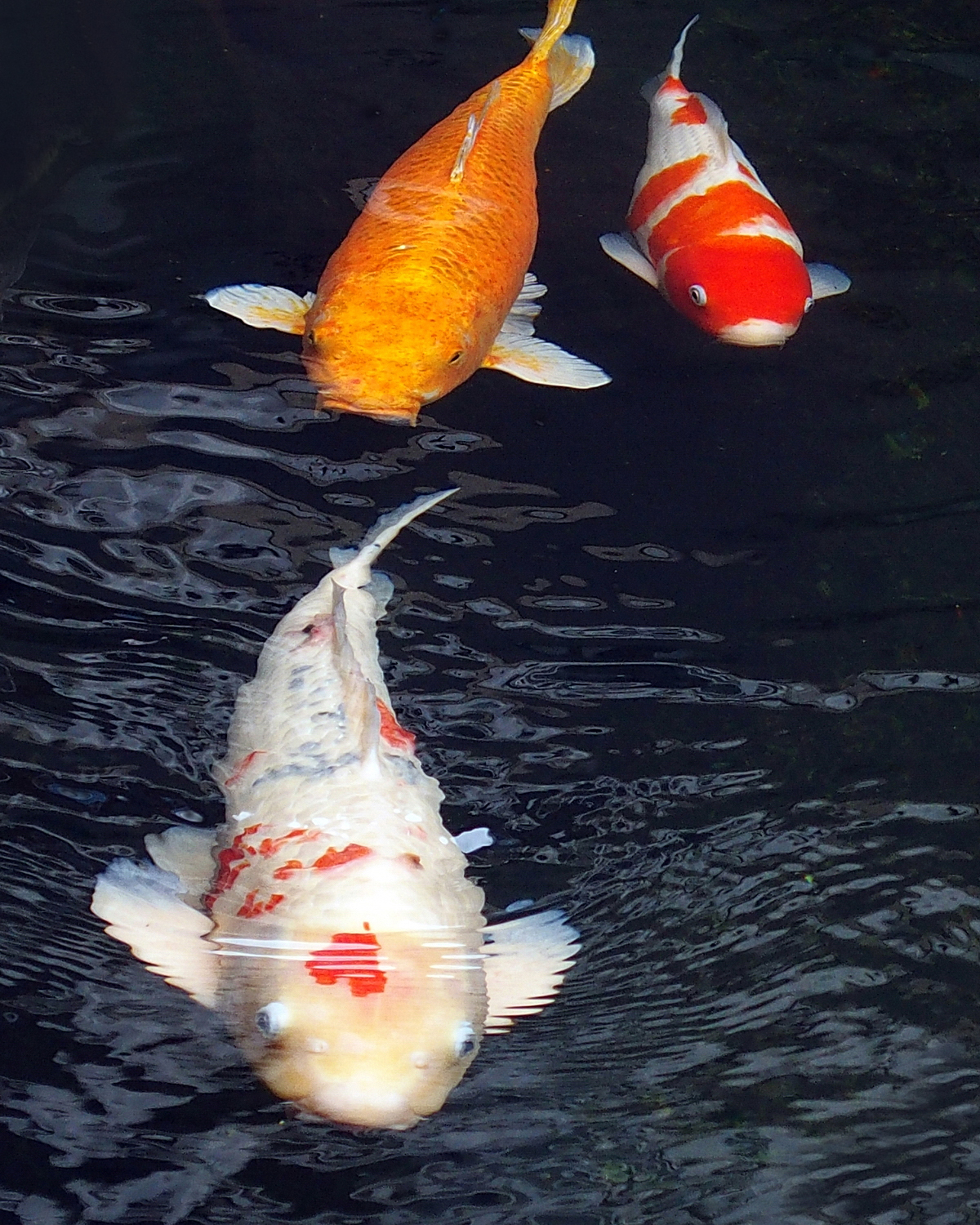 陳永鑑_錦鯉遊緃_20201123b.jpg