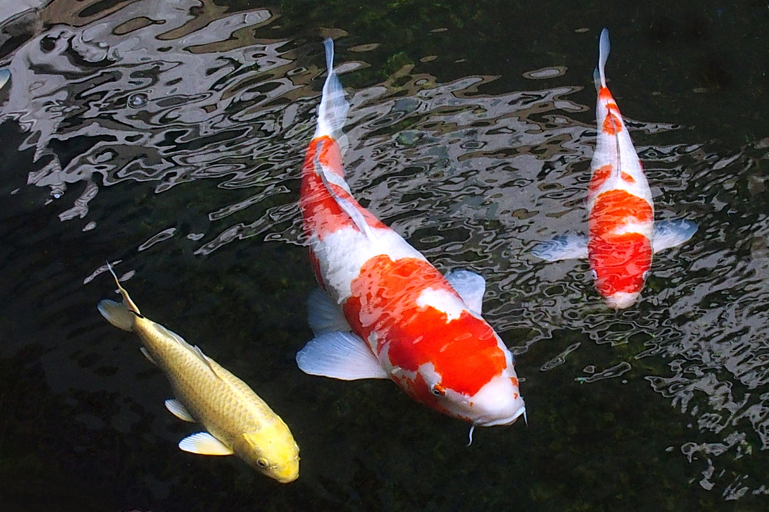陳永鑑_錦鯉遊緃_20201124g.jpg