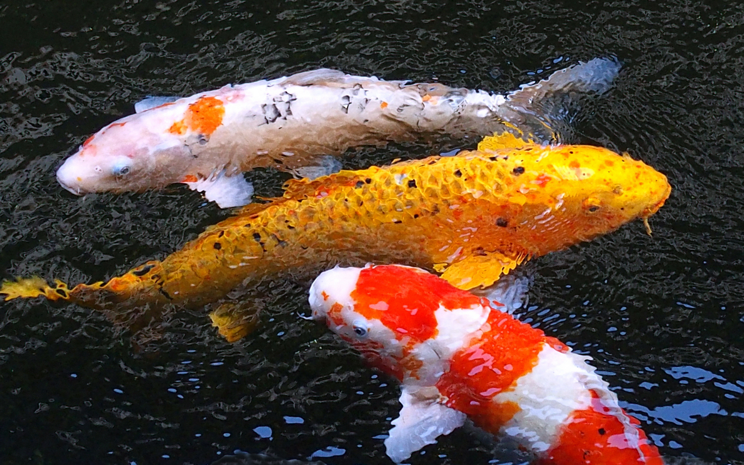 陳永鑑_錦鯉遊緃_20201124f.jpg