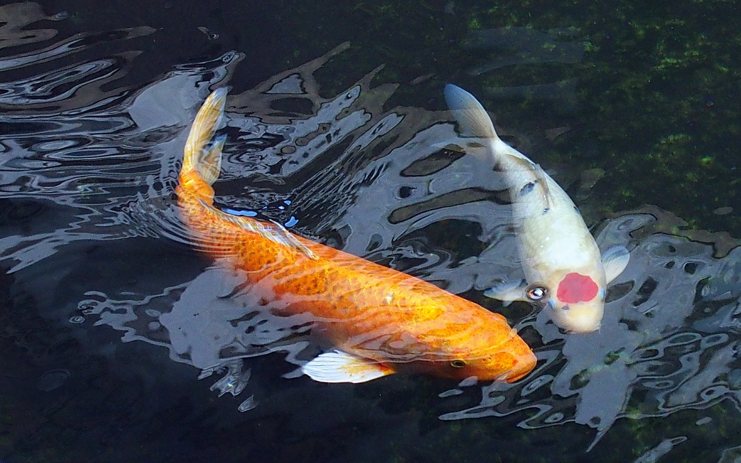 陳永鑑_錦鯉遊緃_20201124e.jpg