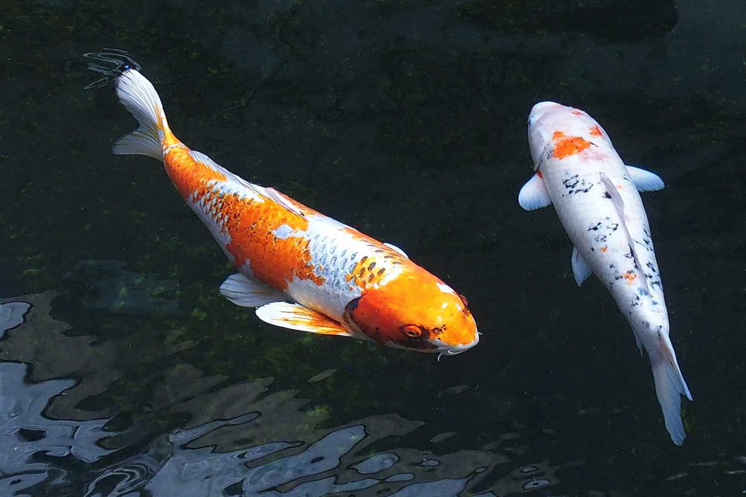 陳永鑑_錦鯉遊緃_20201124c.jpg