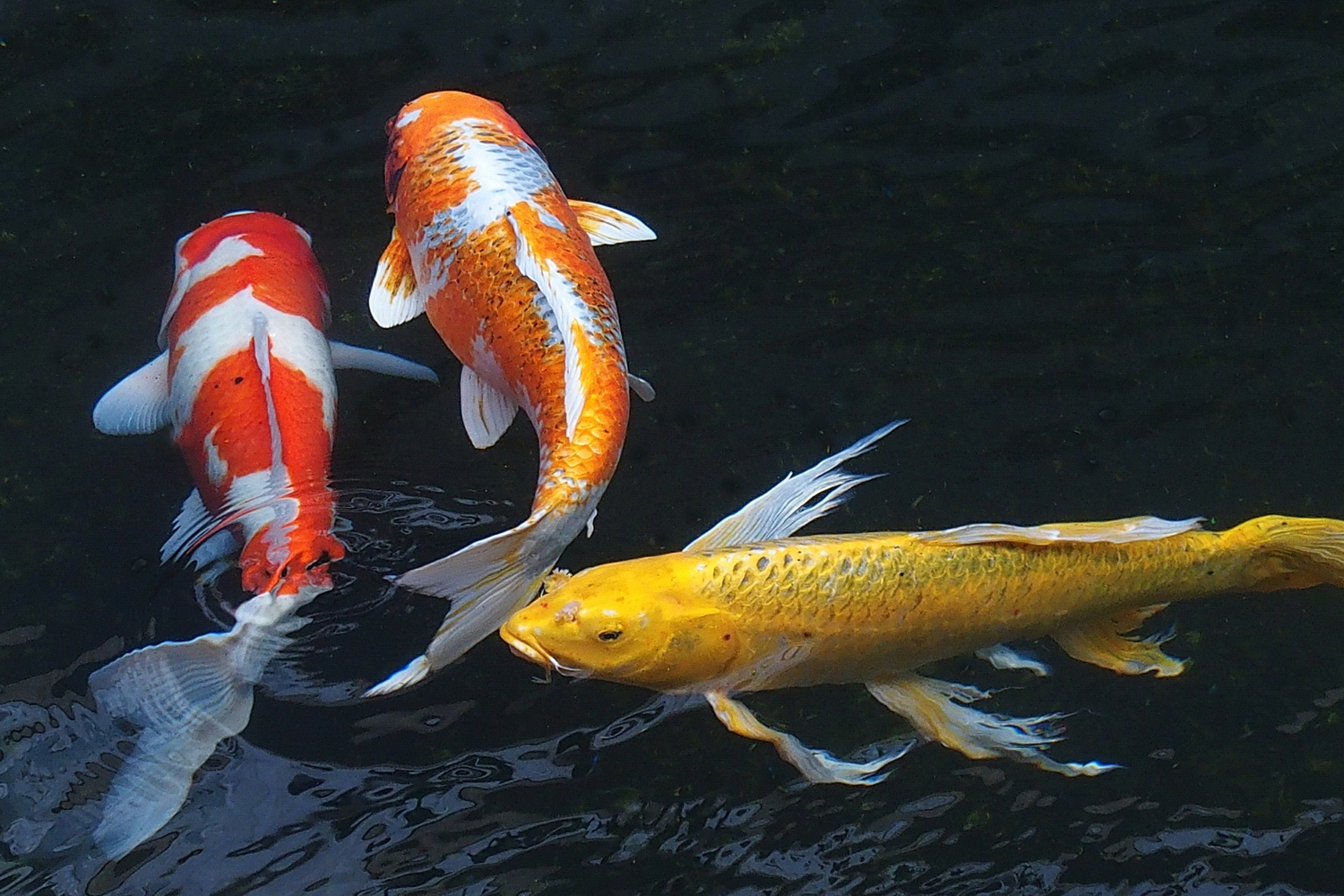 陳永鑑_錦鯉遊緃_20201124b.jpg