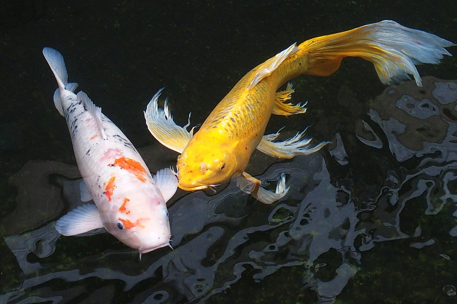 陳永鑑_錦鯉遊緃_20201124n.jpg