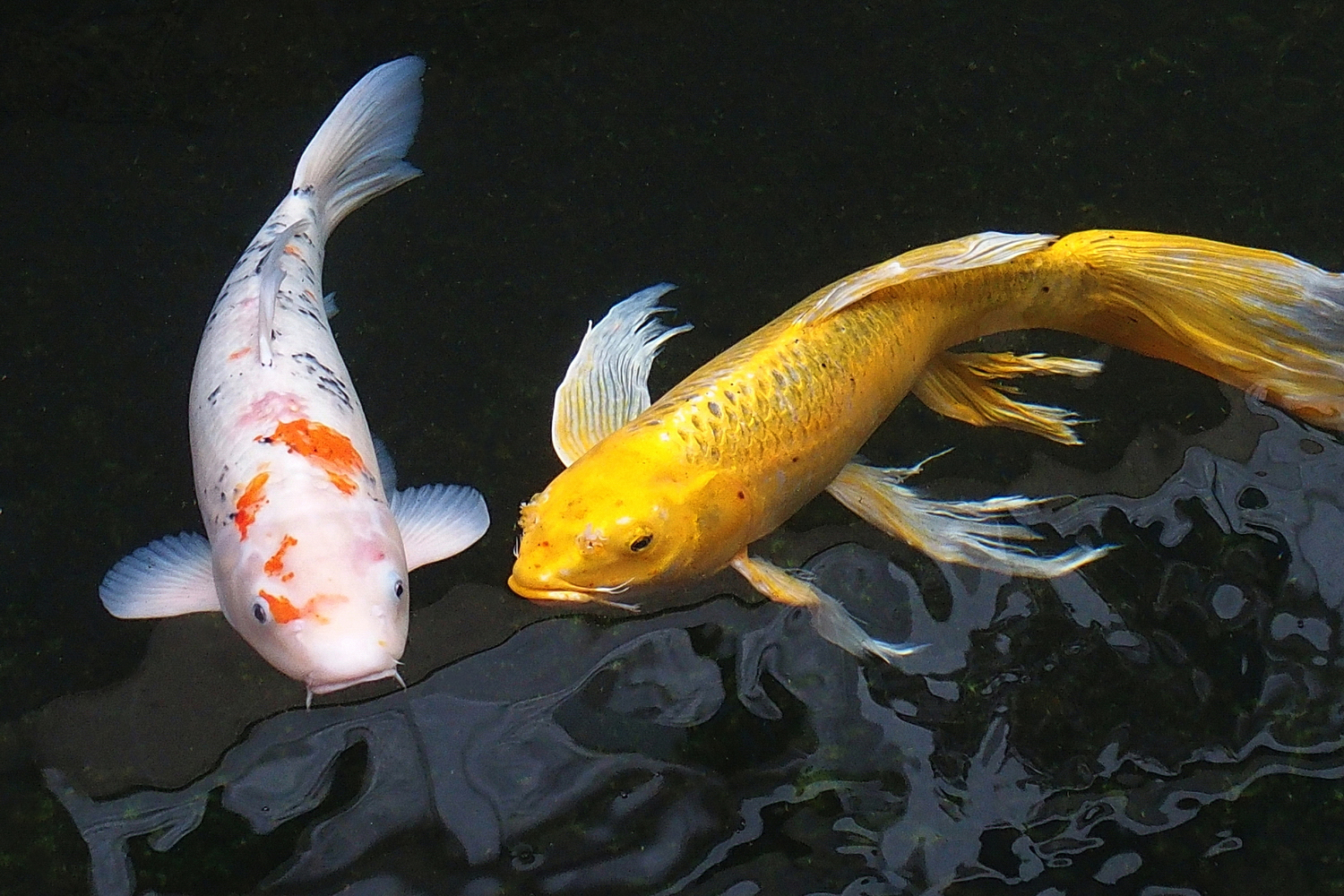 陳永鑑_錦鯉遊緃_20201124m.jpg