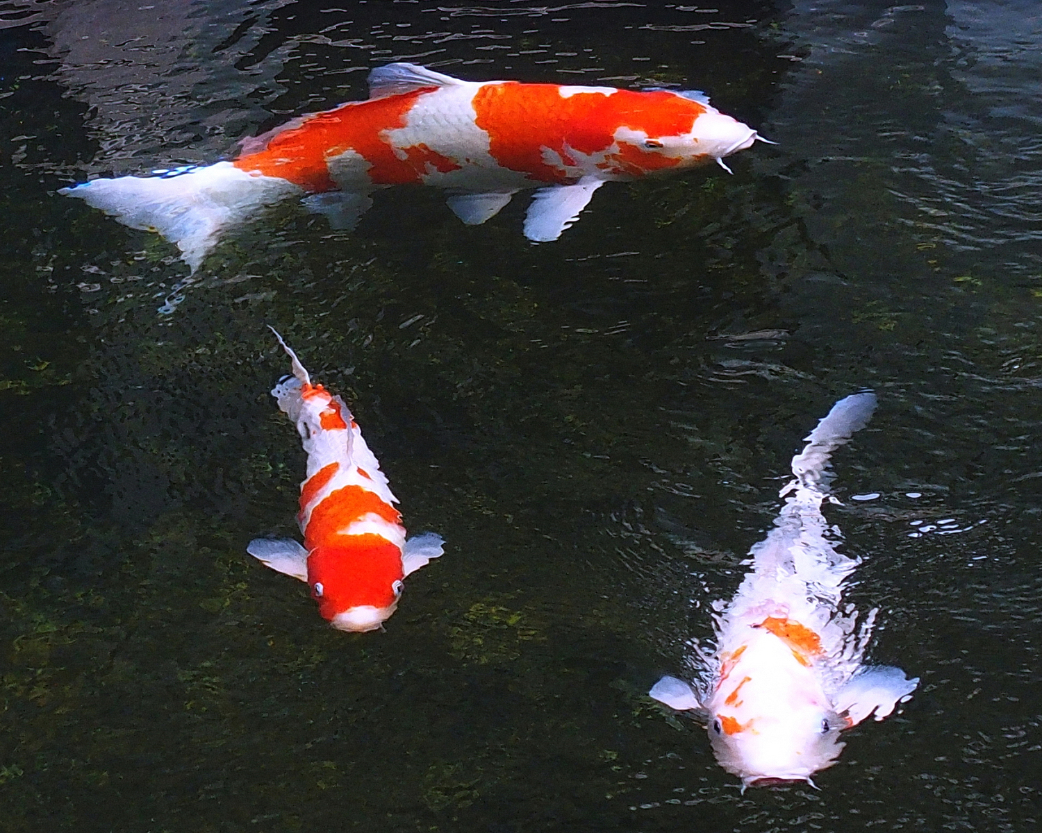 陳永鑑_錦鯉遊緃_20201124l.jpg