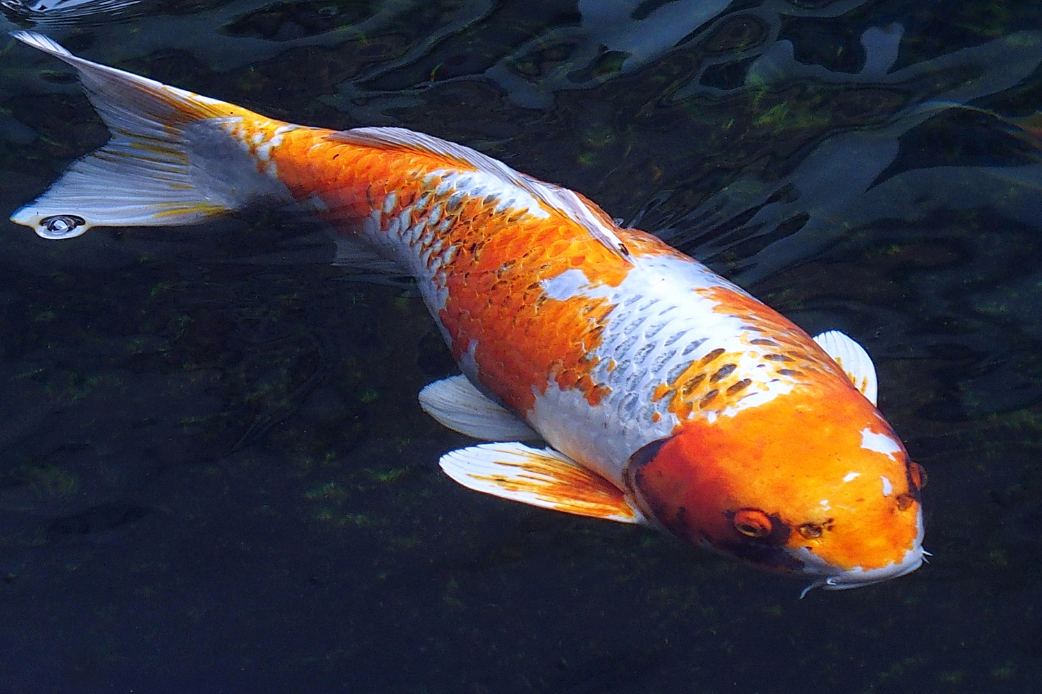 陳永鑑_錦鯉遊緃_20201124k.jpg
