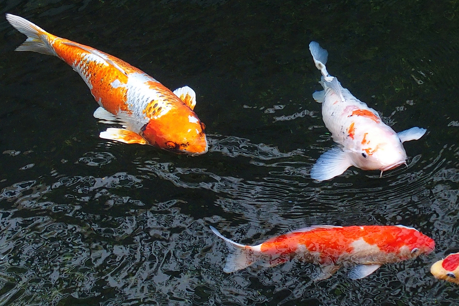 陳永鑑_錦鯉遊緃_20201124j.jpg