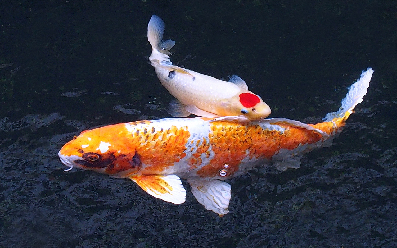 陳永鑑_錦鯉遊緃_20201124u.jpg