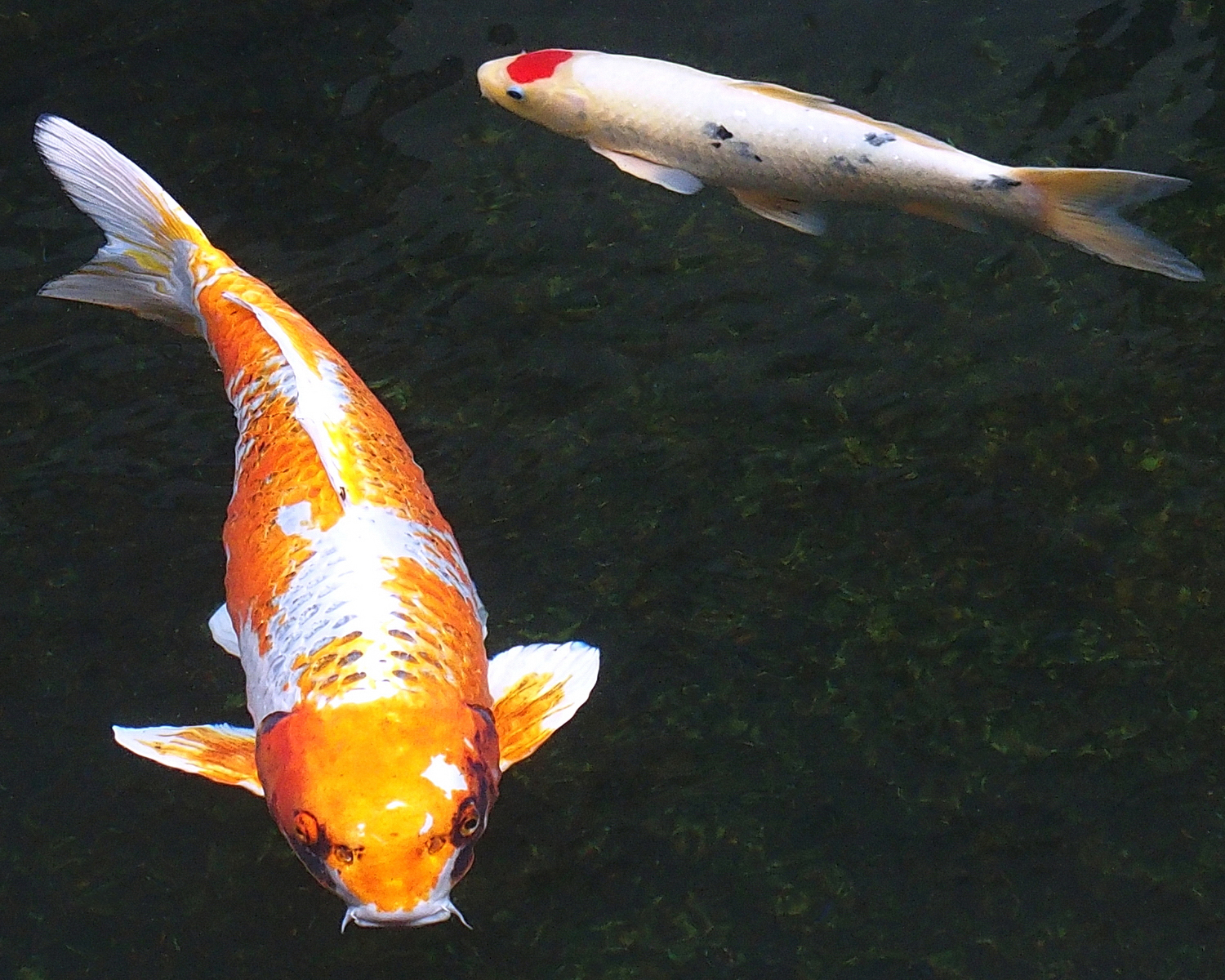 陳永鑑_錦鯉遊緃_20201124s.jpg