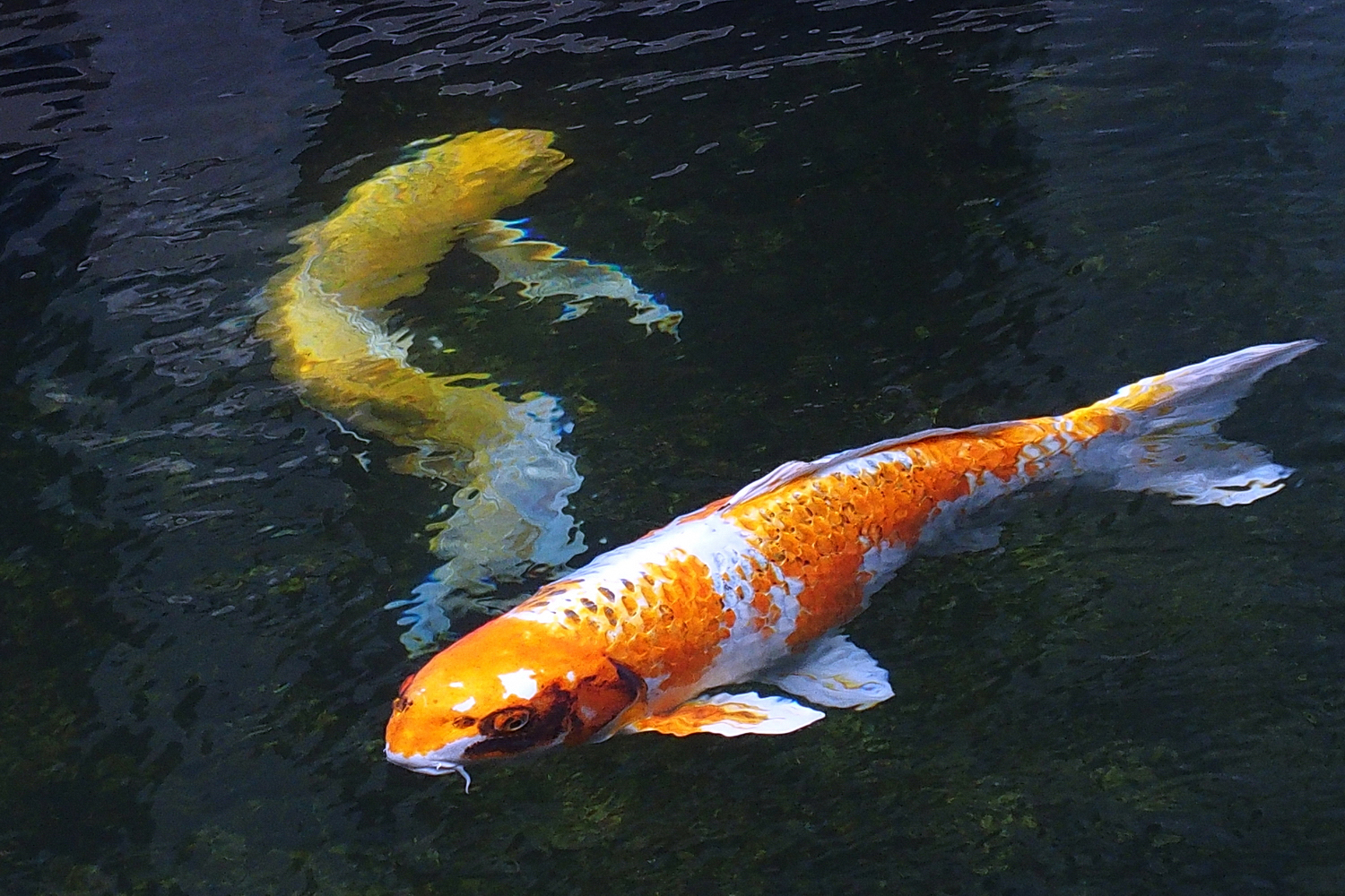 陳永鑑_錦鯉遊緃_20201124r.jpg