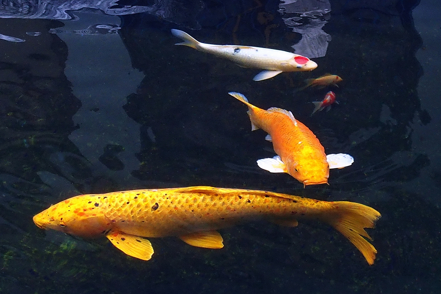 陳永鑑_錦鯉遊緃_20201124q.jpg