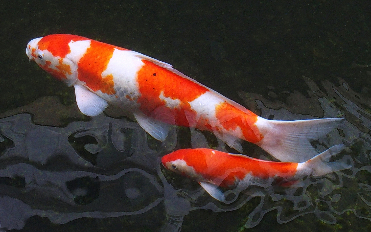 陳永鑑_錦鯉遊緃_20201124p.jpg