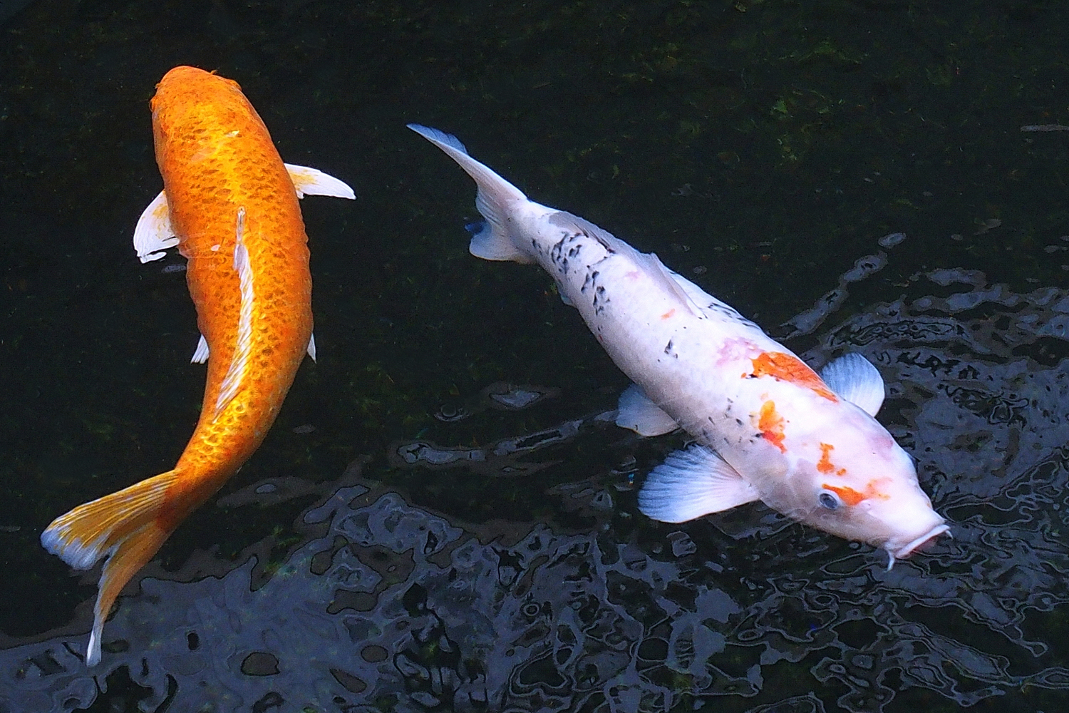 陳永鑑_錦鯉遊緃_20201124o.jpg