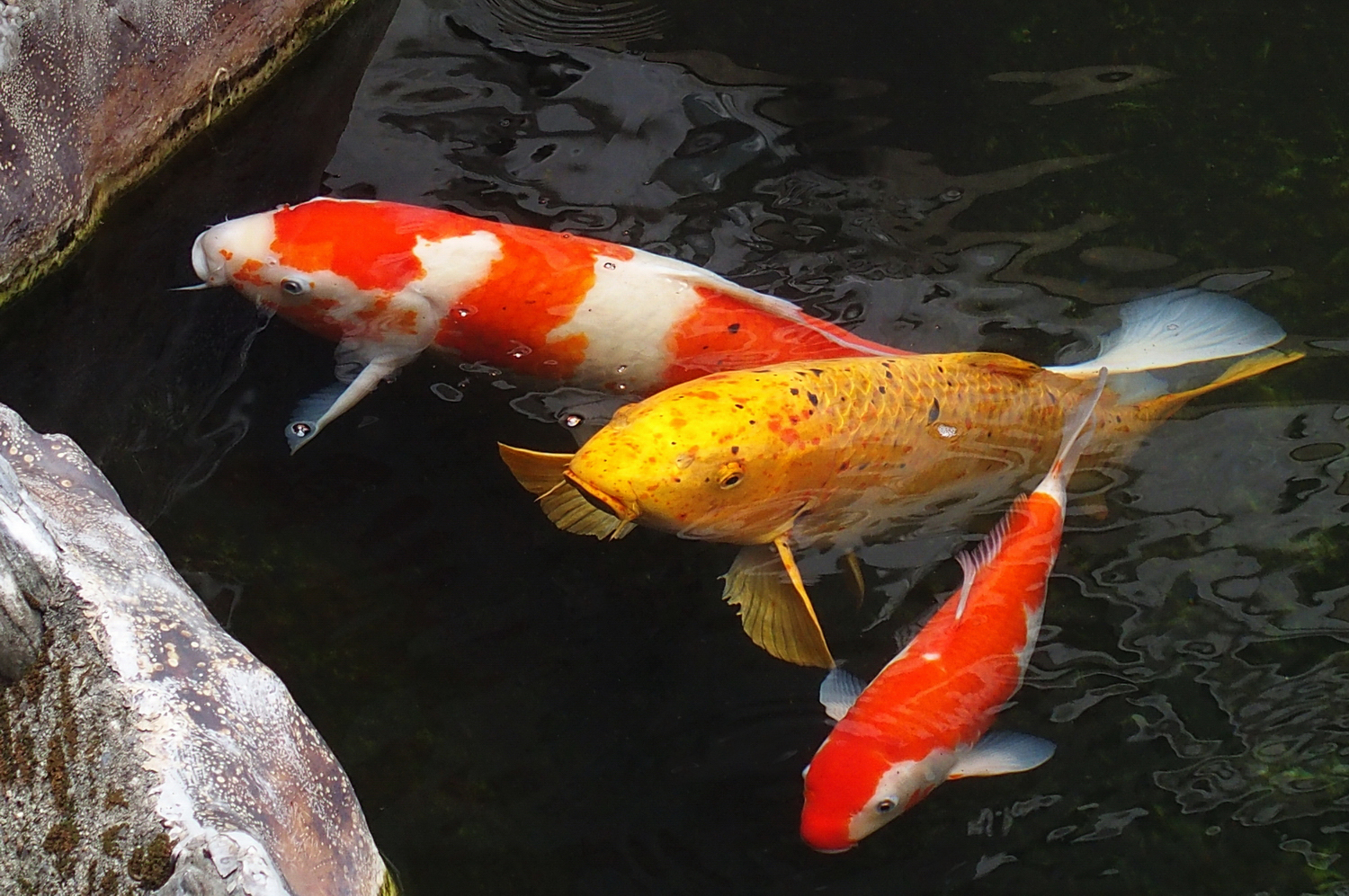 陳永鑑_錦鯉遊緃_20201125e.jpg