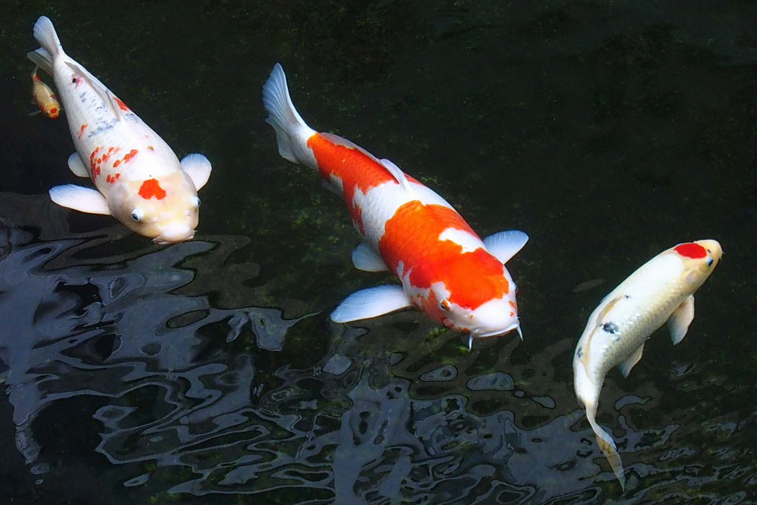陳永鑑_錦鯉遊緃_20201125c.jpg