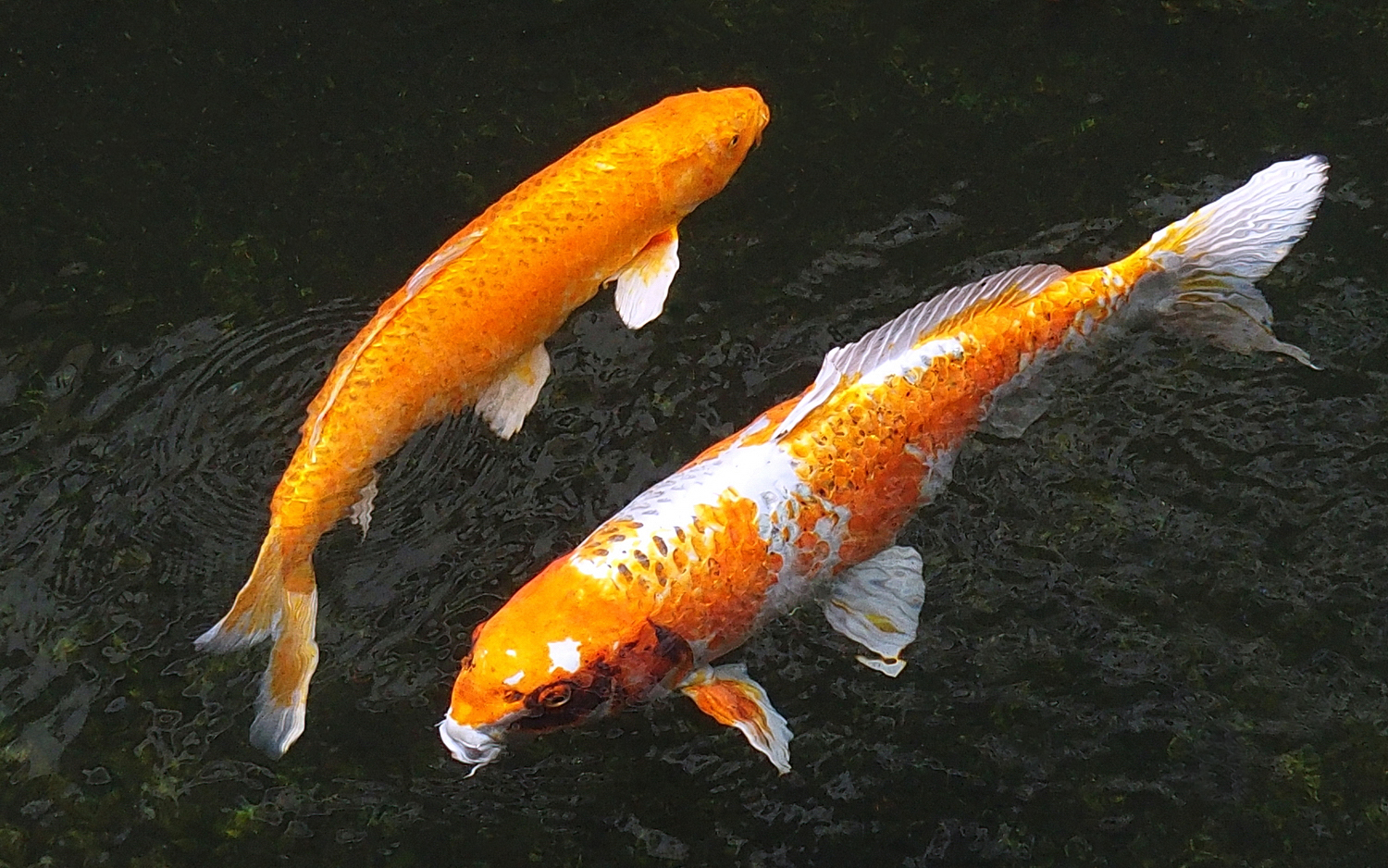 陳永鑑_錦鯉遊緃_20201125a.jpg