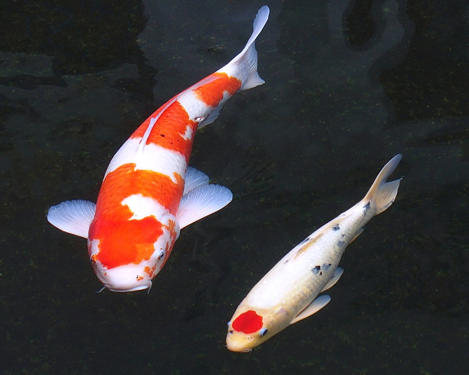 陳永鑑_錦鯉遊緃_20201125k.jpg