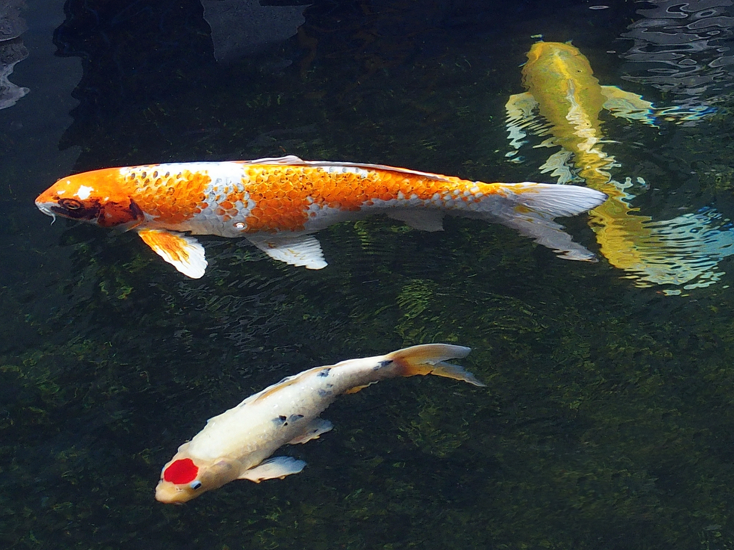 陳永鑑_錦鯉遊緃_20201125h.jpg