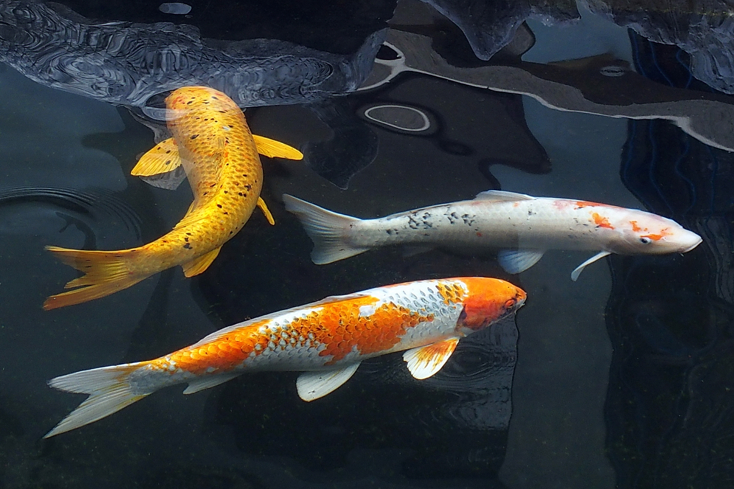 陳永鑑_錦鯉遊緃_20201126f.jpg
