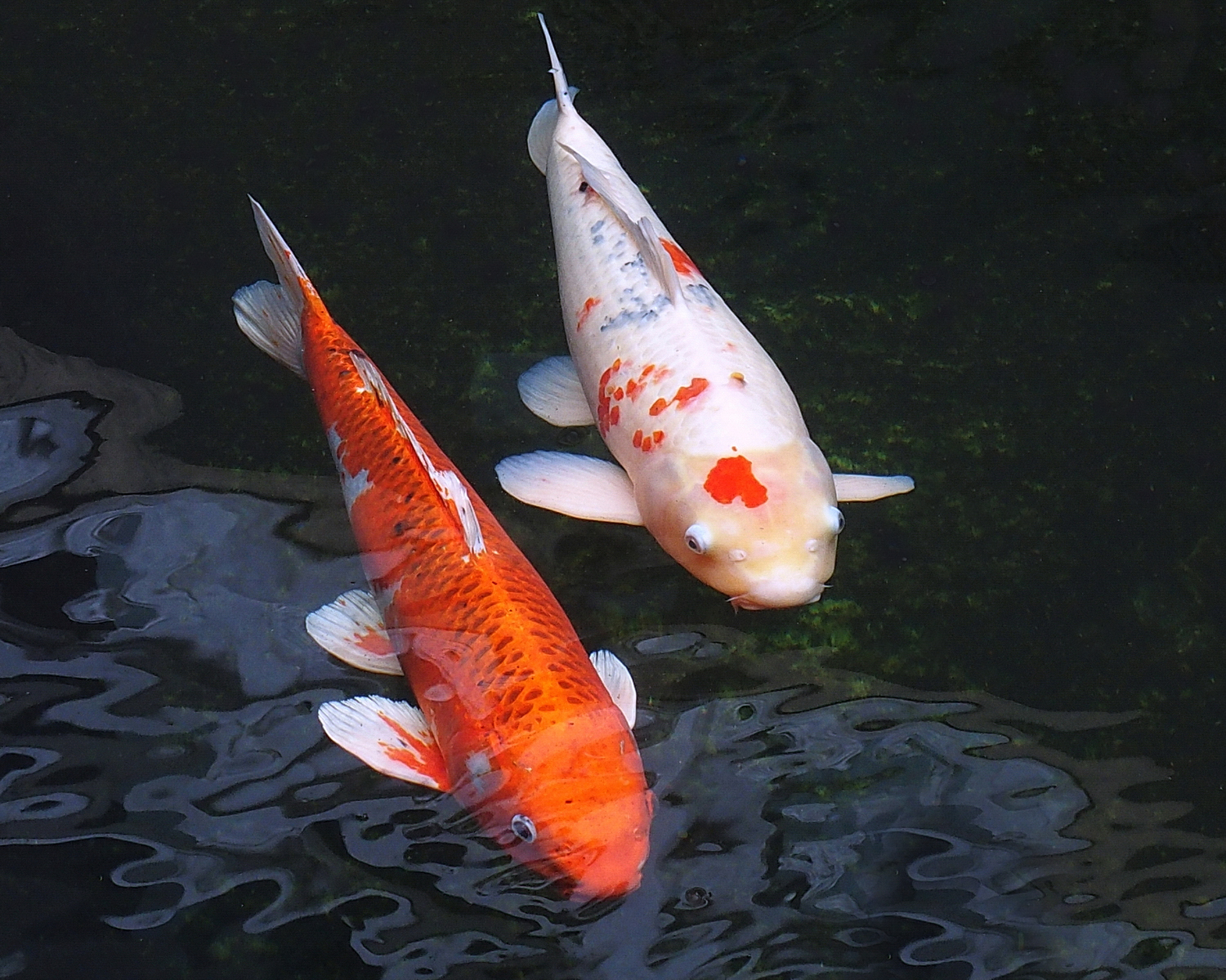 陳永鑑_錦鯉遊緃_20201126e.jpg