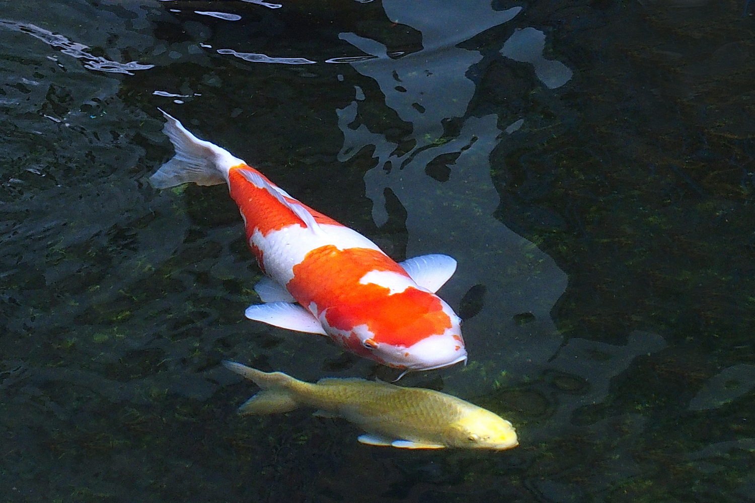 陳永鑑_錦鯉遊緃_20201126d.jpg