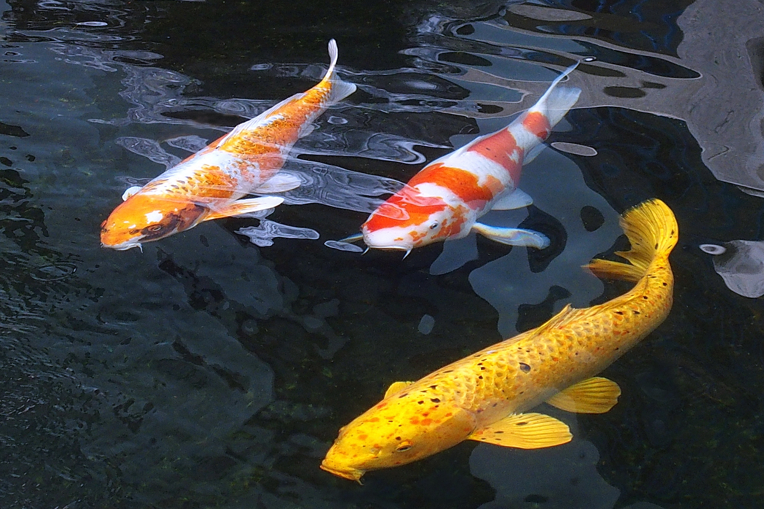 陳永鑑_錦鯉遊緃_20201126c.jpg