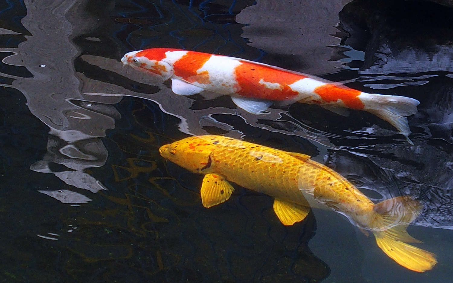 陳永鑑_錦鯉遊緃_20201126b.jpg