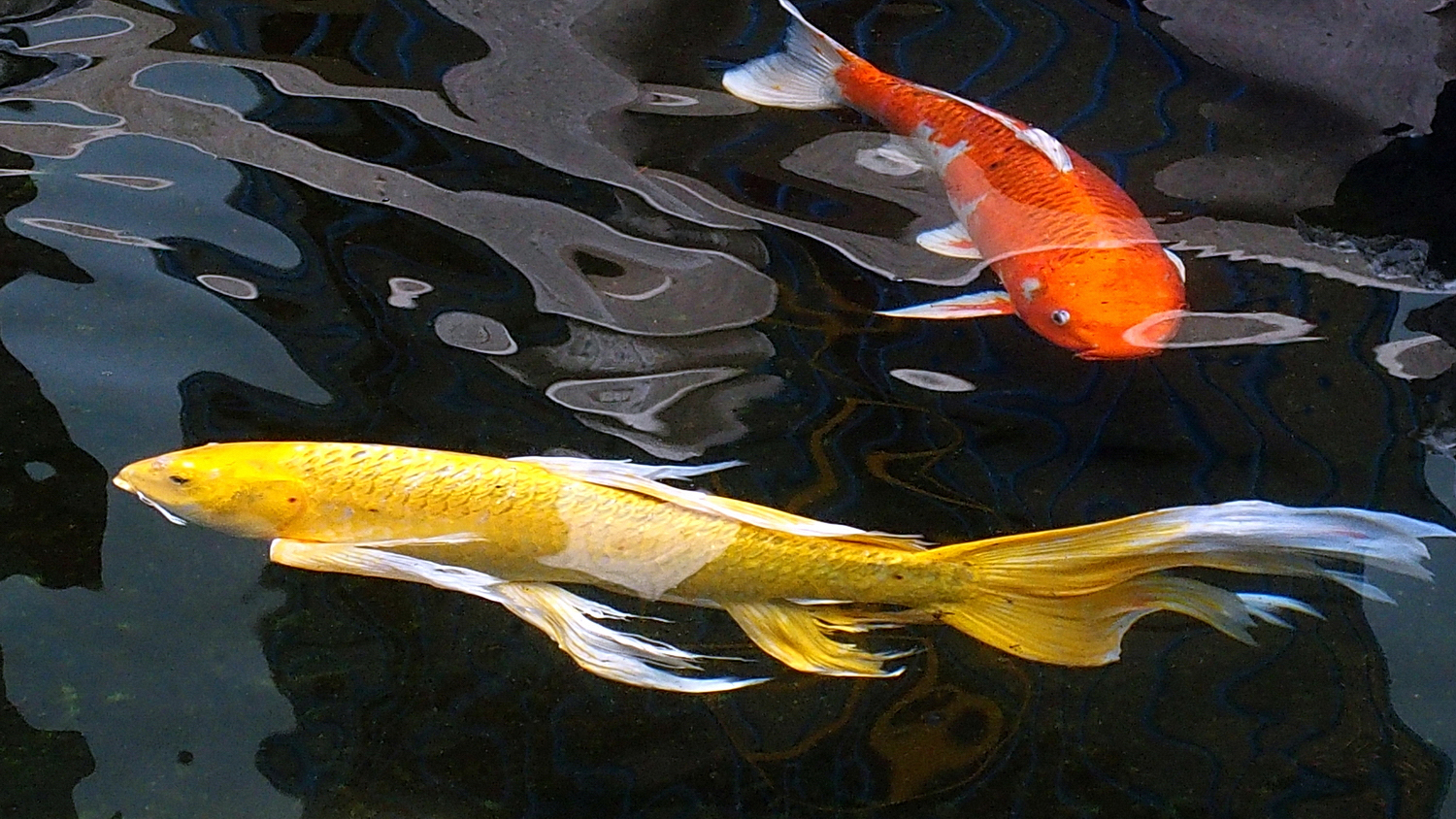 陳永鑑_錦鯉遊緃_20201126a.jpg