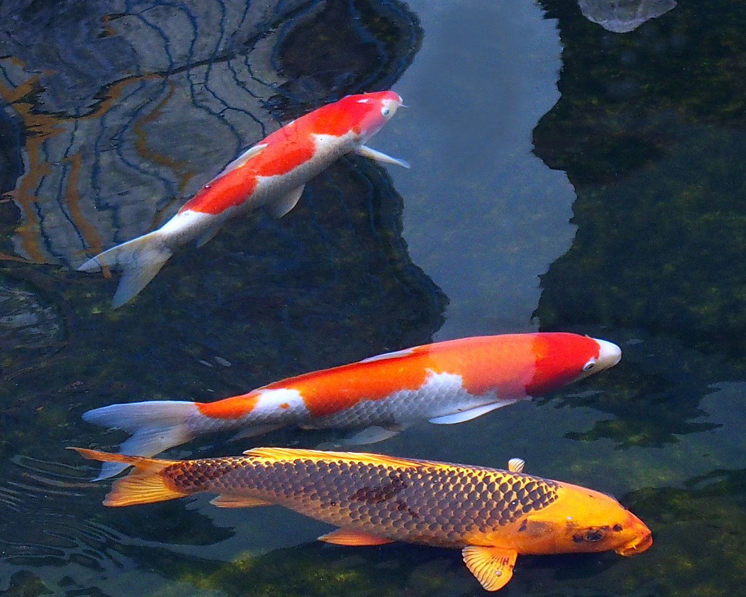 陳永鑑_錦鯉遊緃_20201126l.jpg