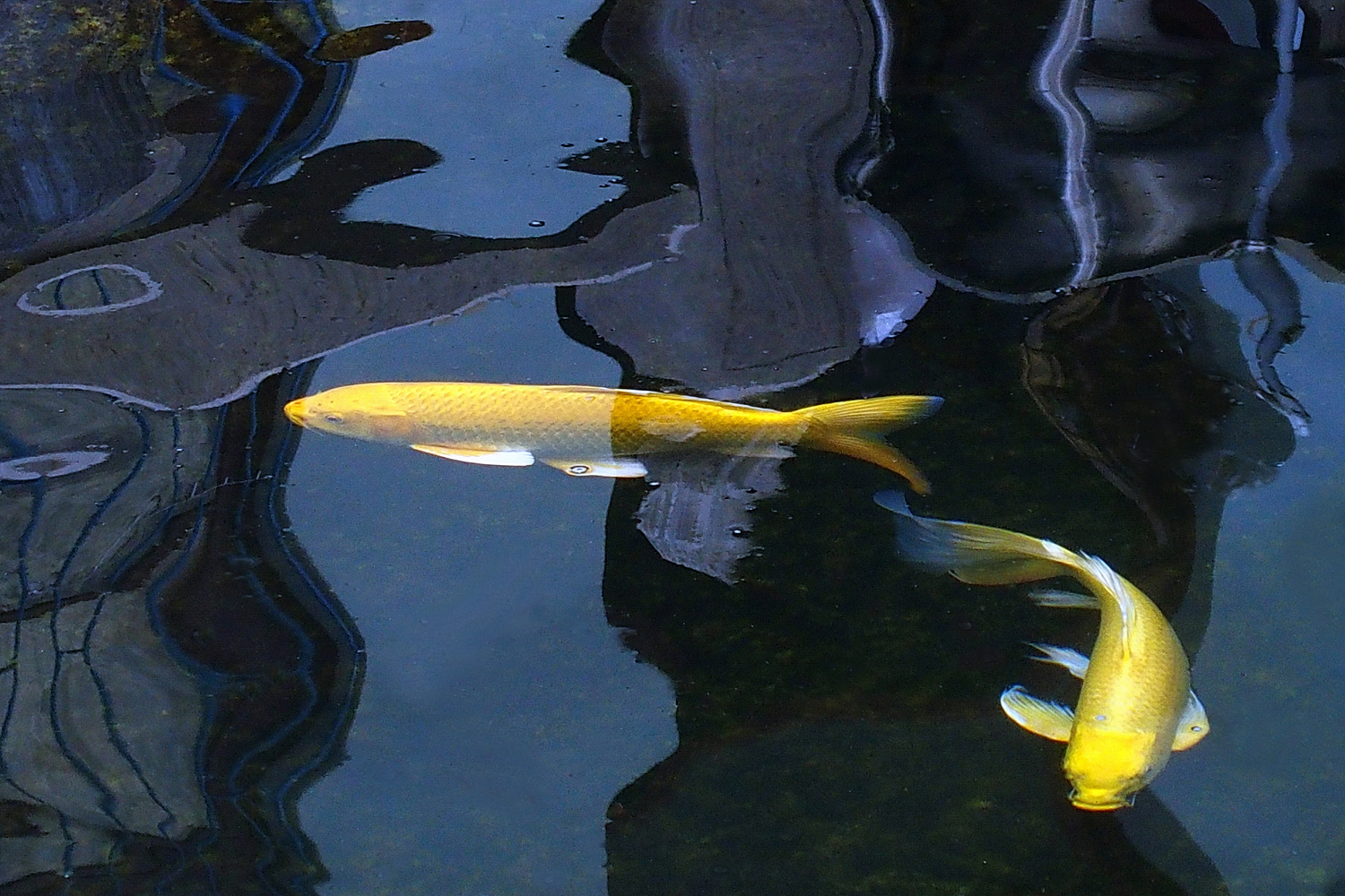 陳永鑑_錦鯉遊緃_20201126k.jpg