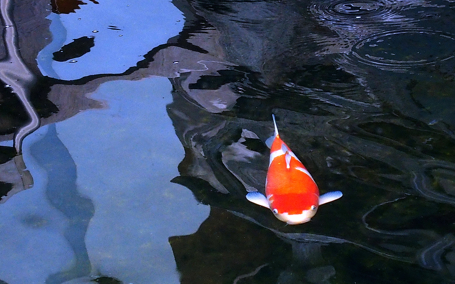 陳永鑑_錦鯉遊緃_20201126j.jpg