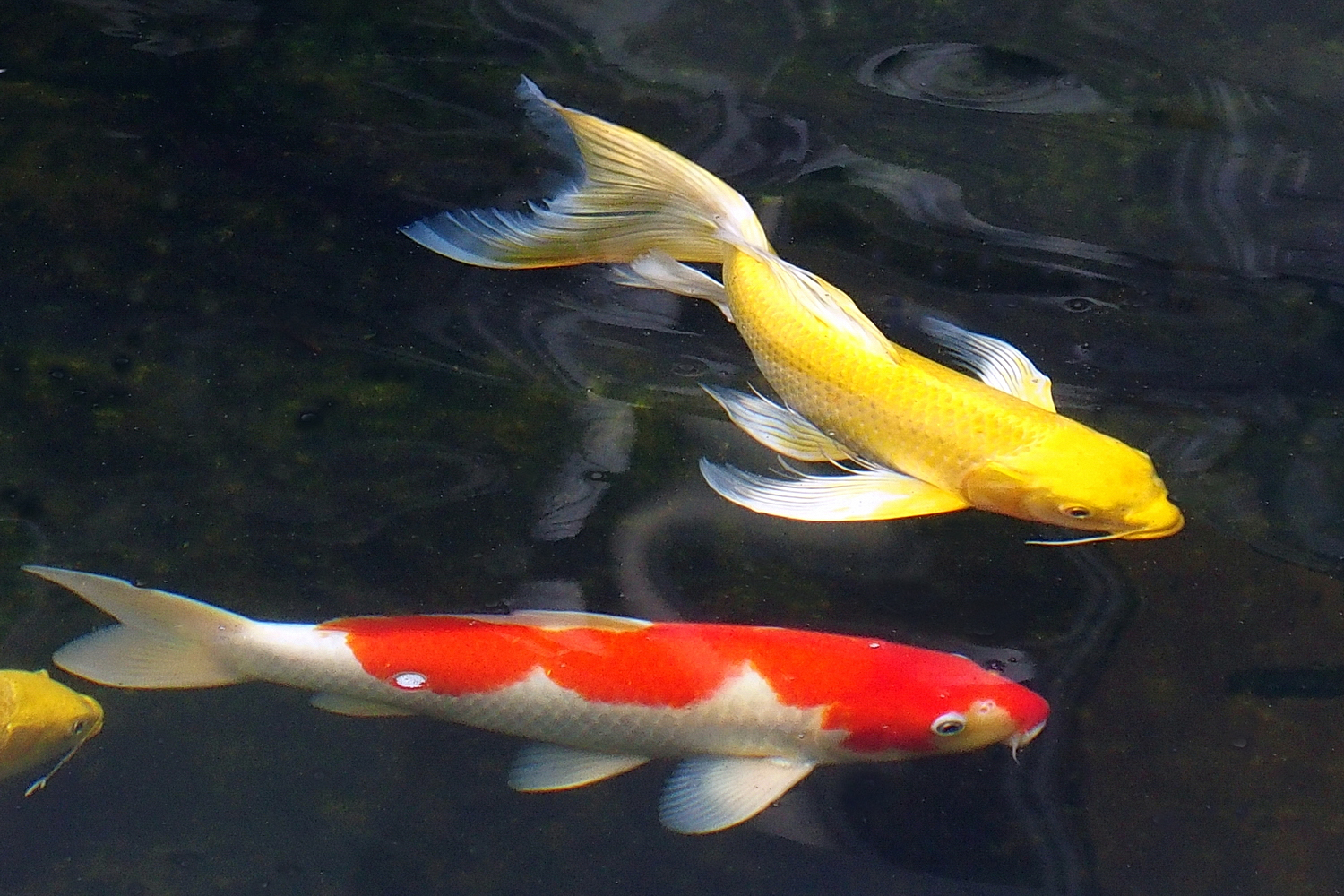 陳永鑑_錦鯉遊緃_20201126h.jpg