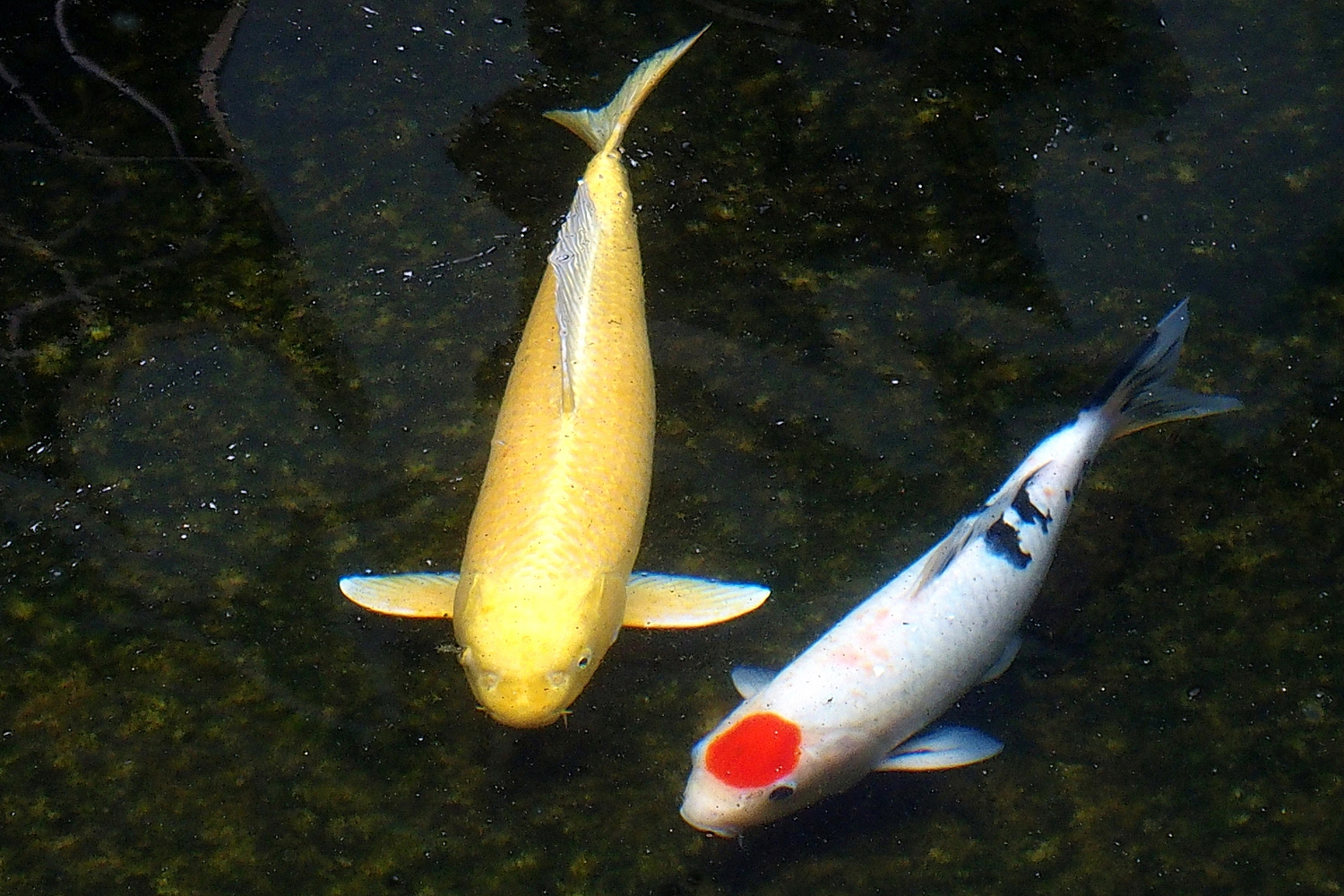 陳永鑑_錦鯉遊緃_20201126g.jpg